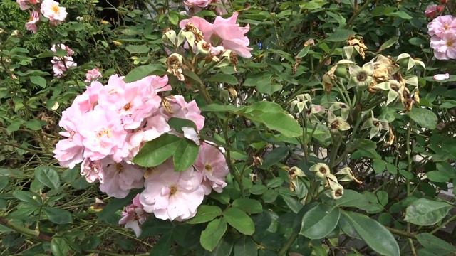 Rosa var. Clair Matin смотреть онлайн