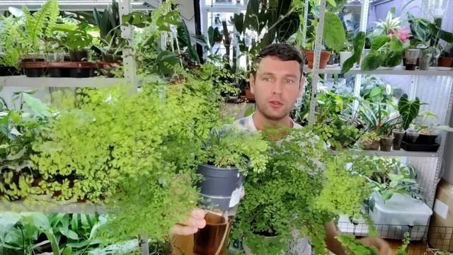 Адиантум / Венерин волос / Мои правила ухода