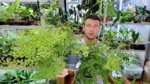 Адиантум / Венерин волос / Мои правила ухода