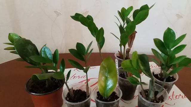 Замиокулькас. Результаты размножения черенком спустя год смотреть онлайн