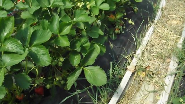 Сбор урожая клубники в балаганах. смотреть онлайн