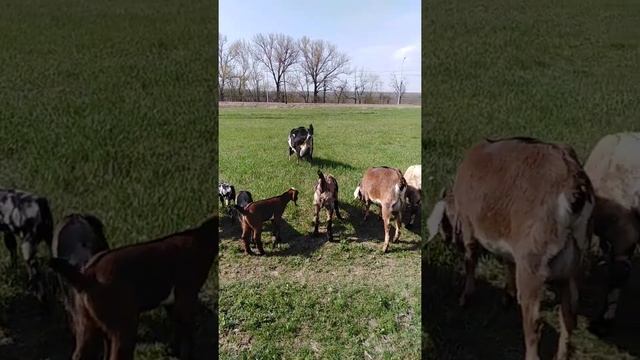 В продаже нубийские козы, козочки и козлики от высокоудойной козы. Ростовская обл смотреть онлайн