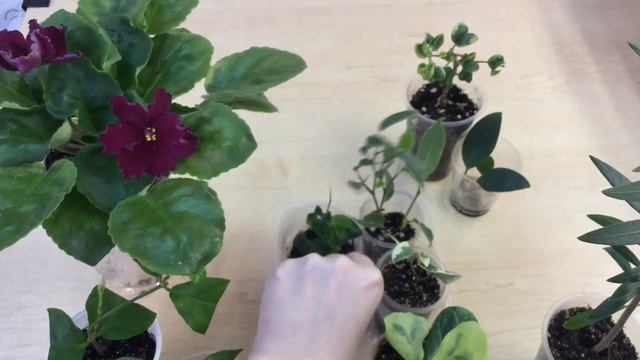 Мои цветущие цветочки и новинки в мае смотреть онлайн