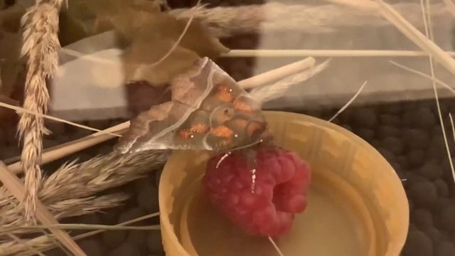 У меня вылупилась бабочка в ферме бабочек. смотреть онлайн