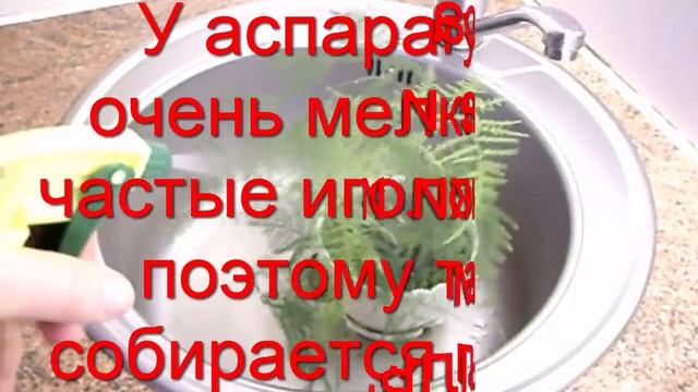 Как узнать самый простой способ размножения. Аспарагус. Комнатные растения. ? смотреть онлайн