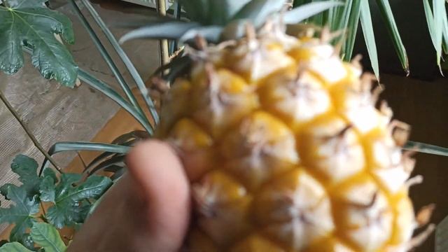 Ананас из семечки созрел - сбор 1 июня 2022 г. смотреть онлайн