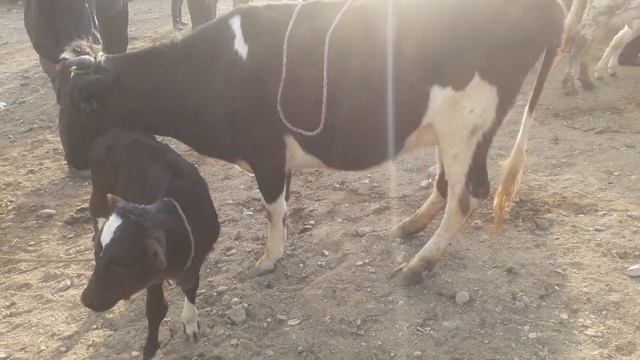 БУКА? НАРХЛАРИ $1520 ДОЛЛАР  | НАРХИ НАВАСХО 16 АПРЕЛЯ МОЛБОЗОР АШТ ШАНБЕ | THE BIG BULL животных