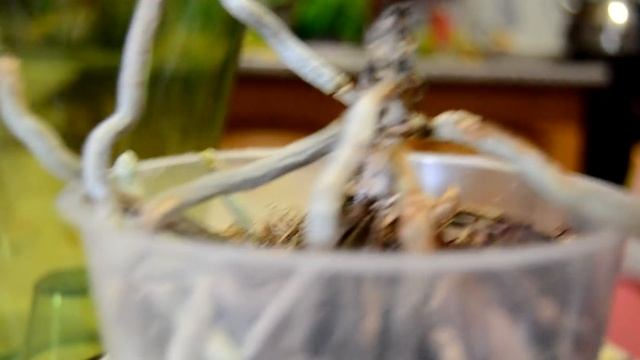 Реанимация одной орхидеи без листьев и точки роста. смотреть онлайн