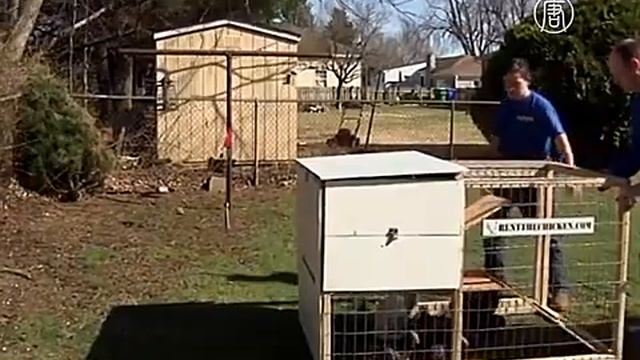 Куры на прокат смотреть онлайн