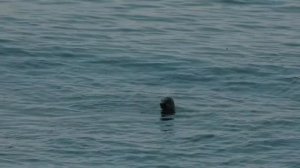 Экскурсия на Ушканьи острова