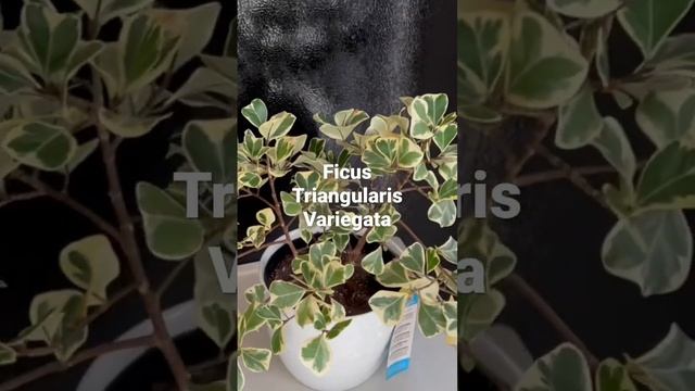 Ficus Triangularis Variegata #plant #stressreliever смотреть онлайн