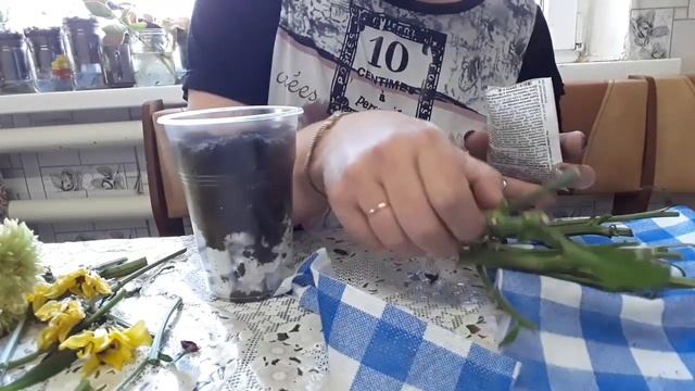 Черенкование хризантем из букета смотреть онлайн