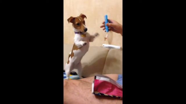 Собака патриот. Собака любит Россию и шоколад смотреть онлайн