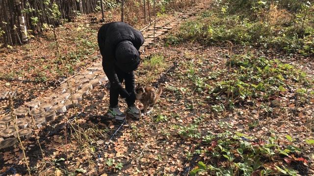 Странное поведение кота Он хотел куда-то меня утащить смотреть онлайн