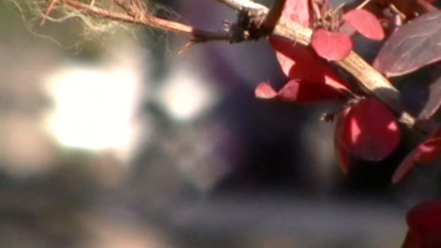 Telephoto Raynox en Panasonic SDR-H80 смотреть онлайн