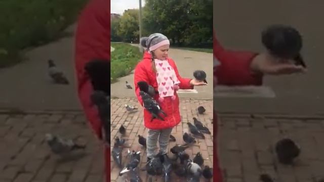 Insatiable Pigeons