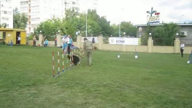 Лесникова Татьяна и бордер колли Мартел, прогресс 06.08.17 смотреть онлайн