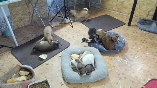 Щенки породы ЧИХУАХУА / Сколько стоит генетически здоровый щенок чихуа ? #цена_щенка_чихуахуа смотреть онлайн