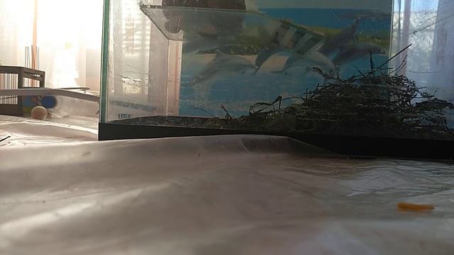 Уход за беременной ящерицей. Дина и Крока смотреть онлайн