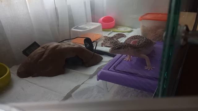 Групповое содержание эублефаров, все мои эублефары смотреть онлайн