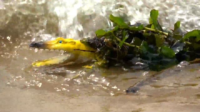 Московский регион Обнаружен крокодил Moscow region Crocodile discovered मगरमच्छ 鱷魚 クロコダイル ziminvide смотреть онлайн