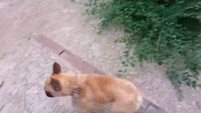 Хотели очень подраться , но мама была против // Поспел тутовник смотреть онлайн