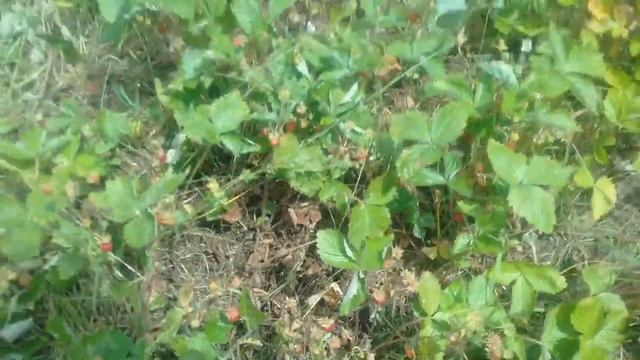 Моя Земляничная Дача. Июнь. Мукбанг). смотреть онлайн