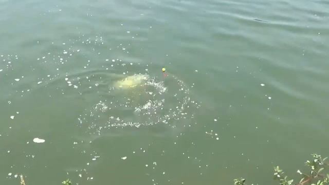 Электронный живец