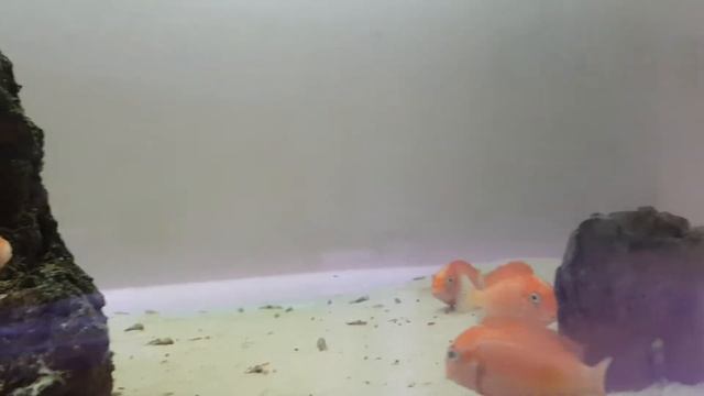 Трофеус карамба смотреть онлайн