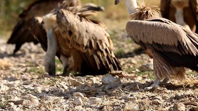 Gyps fulvus смотреть онлайн