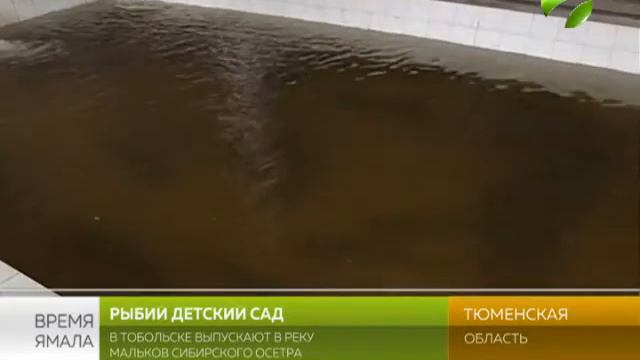 Рыбий детский сад. В Тобольске выпускают в реку осетра смотреть онлайн