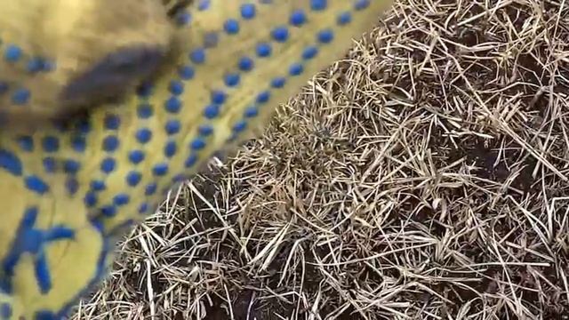 Поиск монет,серебро медь и много клещей. смотреть онлайн