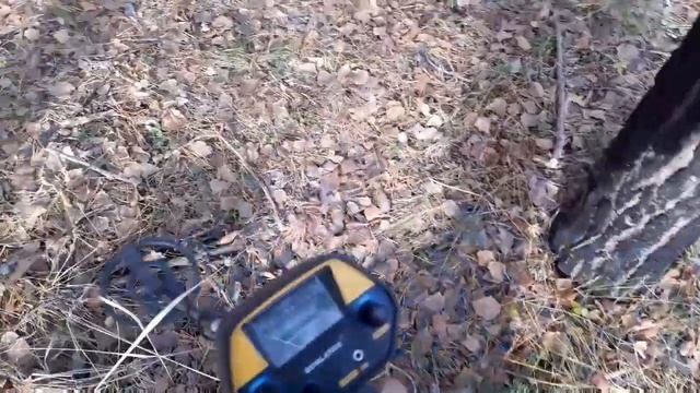 Прогулка по лесу с MD4030