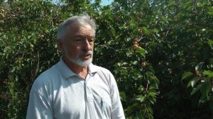 ранний сорт абрикоса для Сибири