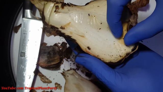 What's Inside an Amaryllis Bulb/Cutting Open Amaryllis Bulb day 15 смотреть онлайн