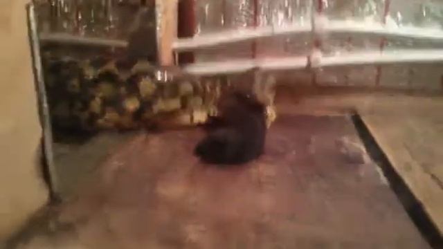 Питон ест мышку смотреть онлайн