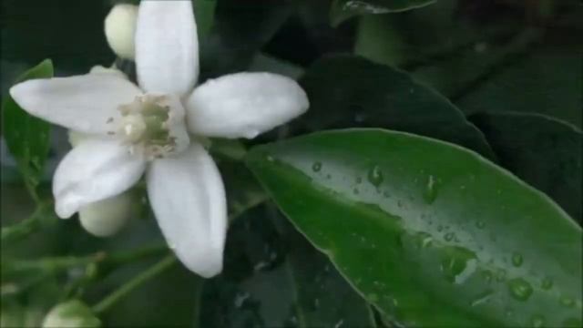 3 года жизни между печкой и стеной. Блж. Любовь Рязанская. смотреть онлайн