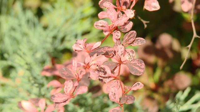 Барбарис. НПО «Сады России». смотреть онлайн