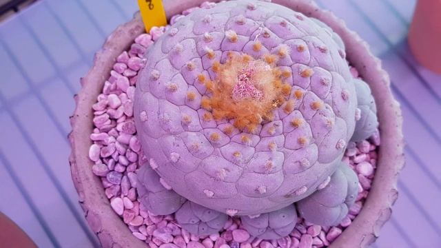 Different types of Lophophora Cactus - Peace Succulents смотреть онлайн