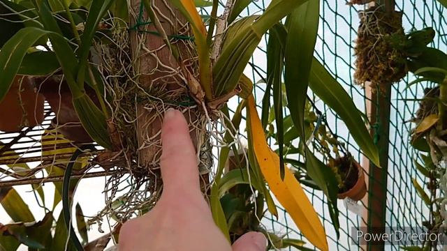 Oncidium Онцидиум オンシジューム смотреть онлайн