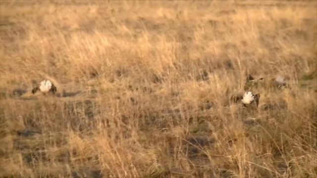 Весенние зарисовки. смотреть онлайн