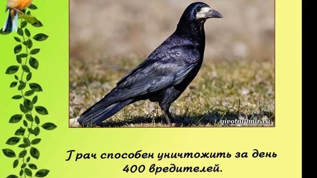О пернатых и крылатых смотреть онлайн