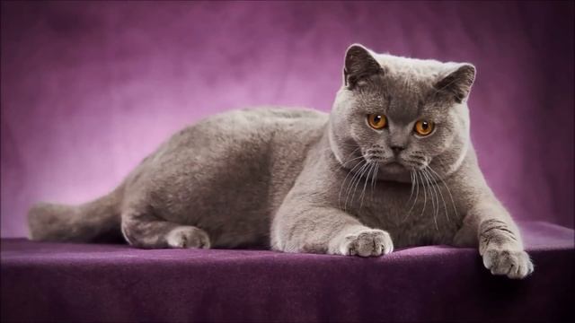 10 САМЫХ ОПАСНЫХ ПОРОД КОШЕК смотреть онлайн