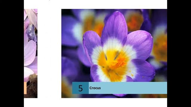 Crocus смотреть онлайн
