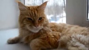 Вислоухий шотландец мейн-кун и другие