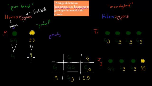 6.Homozygous and Heterozygous genotype (HSC biology) смотреть онлайн