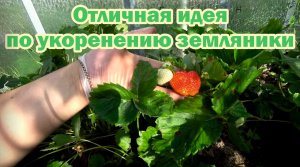 Как укоренить усы садовой земляники?