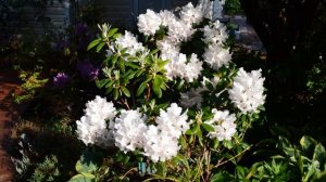 САД В ИЮНЕ | СЕКРЕТЫ ПЫШНОГО ЦВЕТЕНИЯ | РЕДКИЕ ЦВЕТЫ ДЛЯ САДА