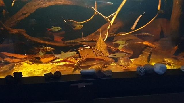 Orinoco Biotope Aquarium | Atabapo River смотреть онлайн