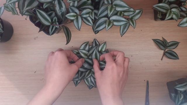 Традесканция зебрина, посадка, формировка, уход. 11.12.2021. смотреть онлайн